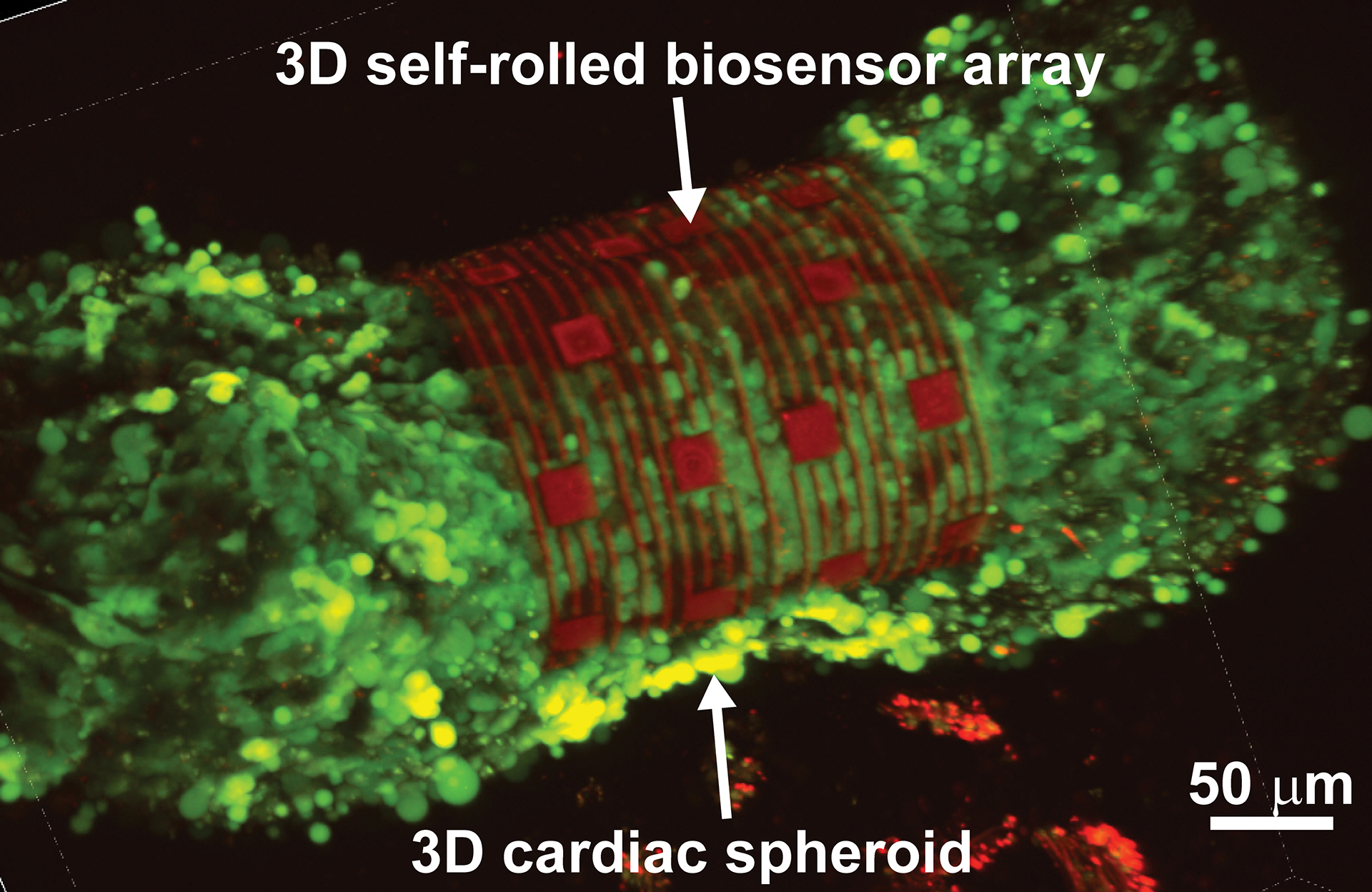 heart-cells-locked-tissue-1920x1028.jpg