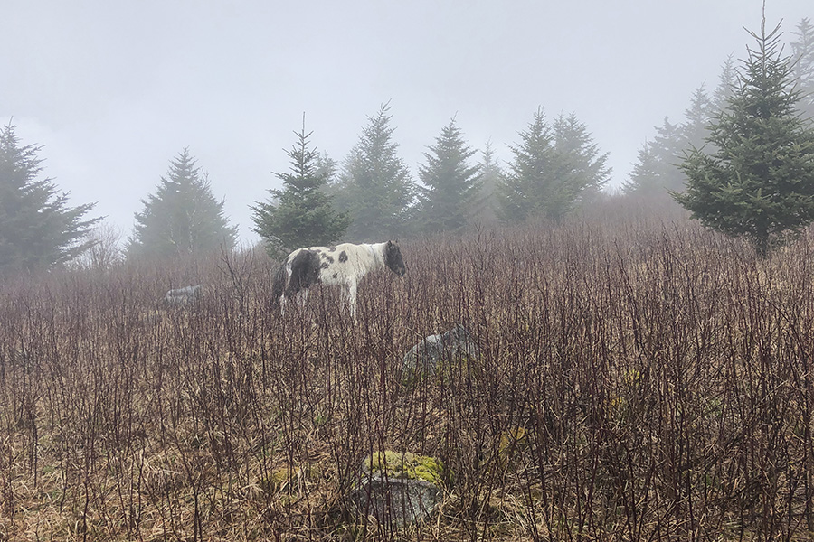 A photo of wild ponies