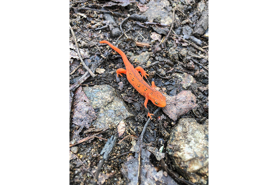 A photo of an orange newt