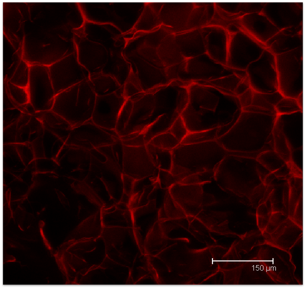 magnified image of silk scaffold