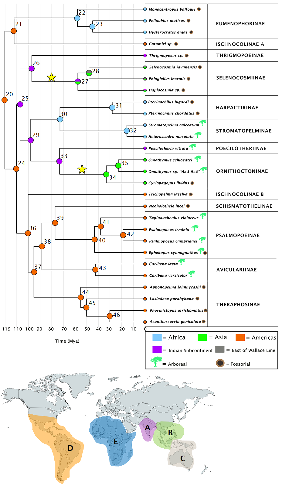 A map of the world shows the ranges of 28 different species of tarantulas globally