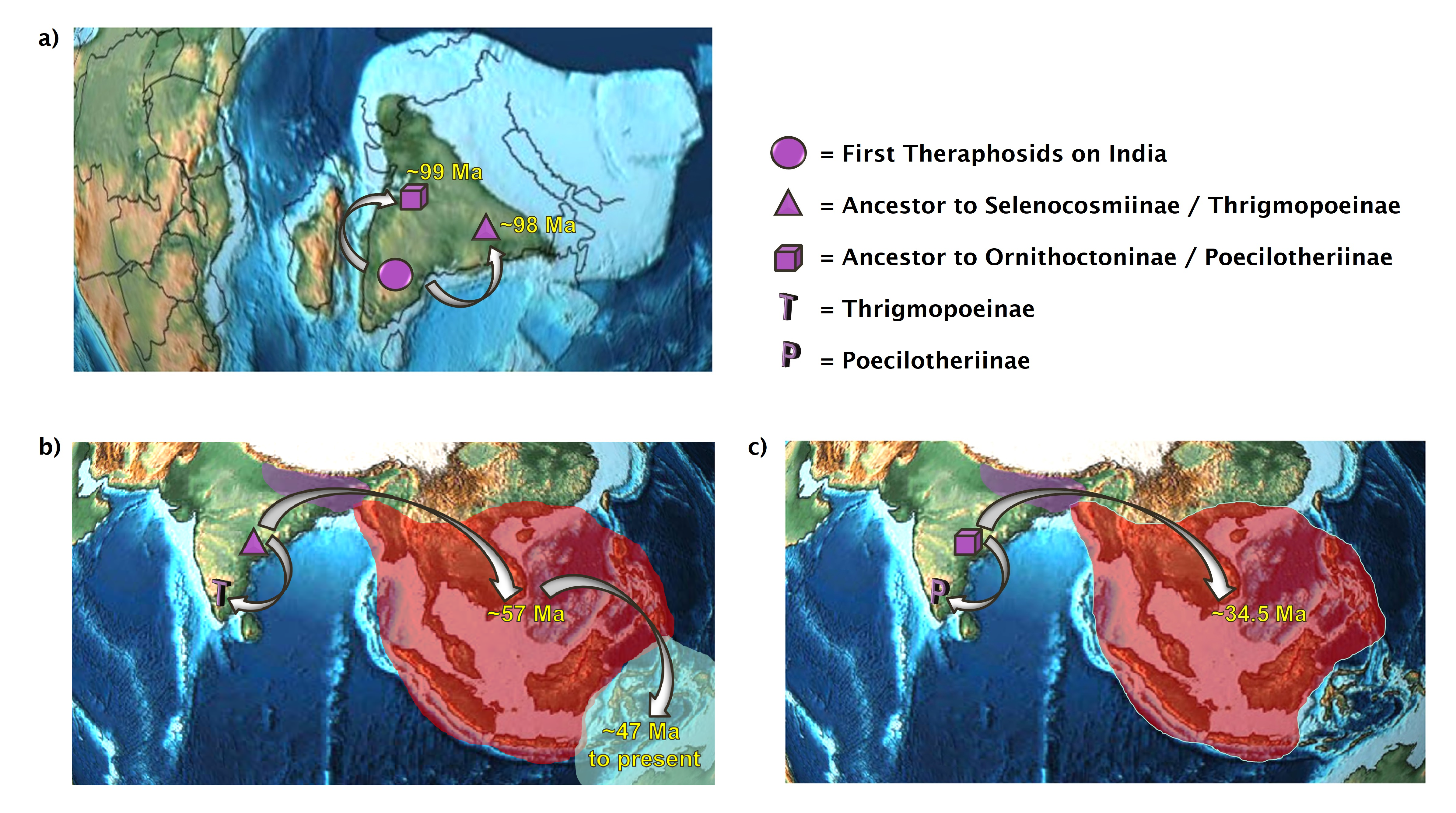 A map of India shows the migration of ancestors to the selenocsmiinae and ornithoctoninae tarantula lineages migrated in and around India