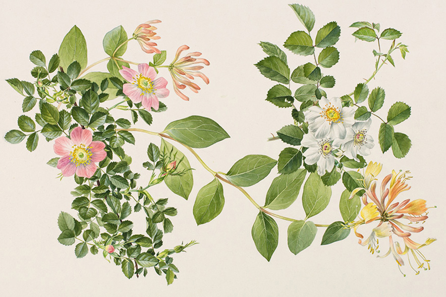 Eglantine (sweet-briar), Musk-rose (trailing rose), Woodbine (honeysuckle) [Lonicera periclymenum Linnaeus, Caprifoliaceae; Rosa arvensis Hudson, R. rubiginosa Linnaeus, Rosaceae], watercolor on paper by Anne Ophelia Todd Dowden (1907-2007), 28.5 x 39 cm, for Jessica Kerr, Shakespeare's Flowers (New York, Thomas Y. Crowell Co., 1969, pp. 68-69). HI Art accession no. 5447. Rights, except gift industry, held by Hunt Institute for Botanical Documentation.