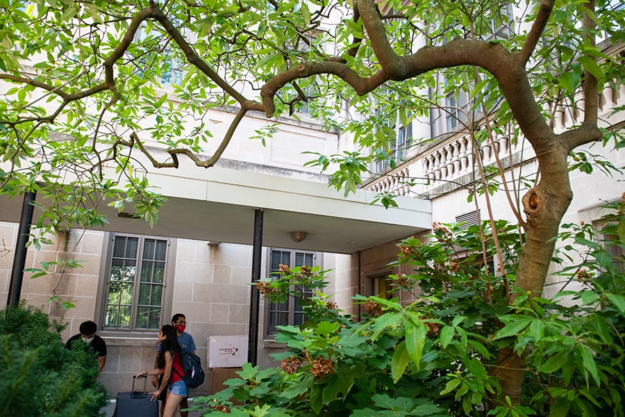 Tree outside a residence hall