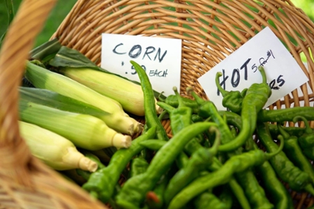 basket of corn and hot peppers