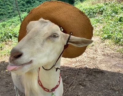 a goat wearing a hat