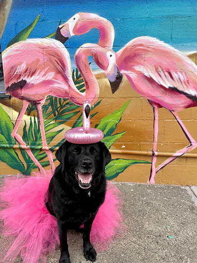 Layla the black lab dog dressed in a pink tutu with a flamingo toy on her head
