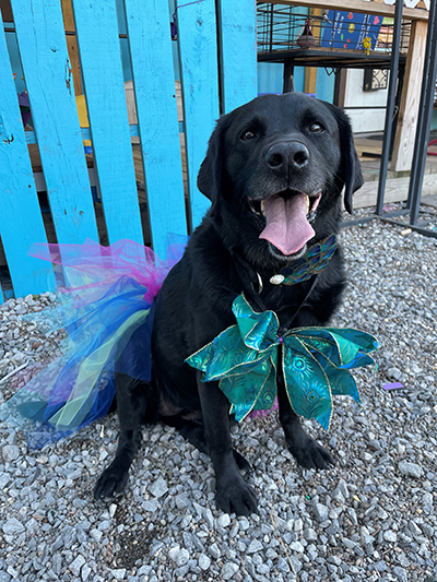 Layla the black lab dog dressed up in a blue, green, and purple tutu with a large green bow