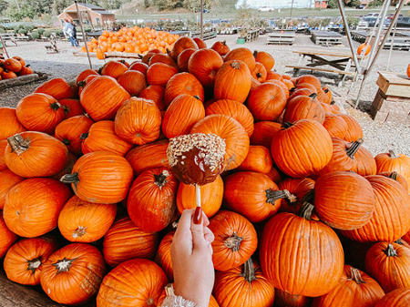 a pile of pumpkins