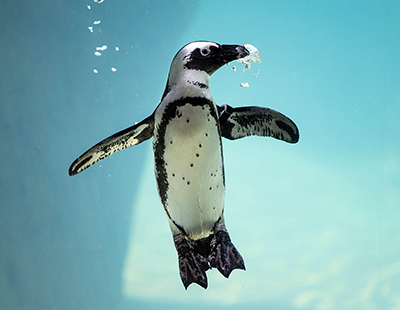 Picture of an African Penguin
