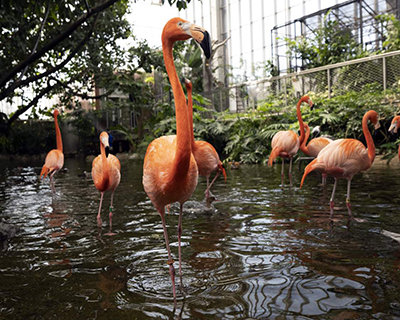 Picture of Flamingos in water