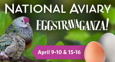 Event poster with a bird, and text national aviary eggstravaganza April 9, 10, 15, and 16