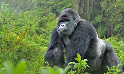 Image of a Silver Back Gorilla in a green misty jungle