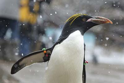 Image of a Macaroni penguin