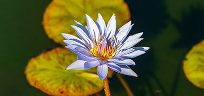 Photo of a water lilly