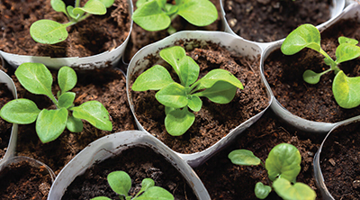 Image of seedlings in small cups