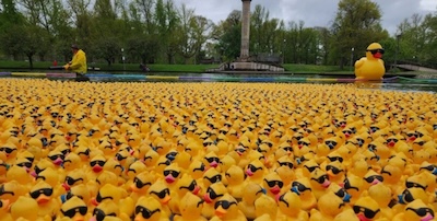 Image of hundreds of rubber ducks on a lake