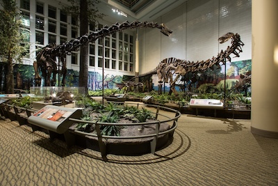 Image of dinosaur skeletons