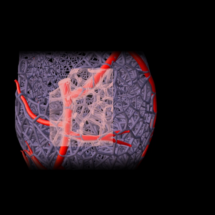 close up image of heart vasculature