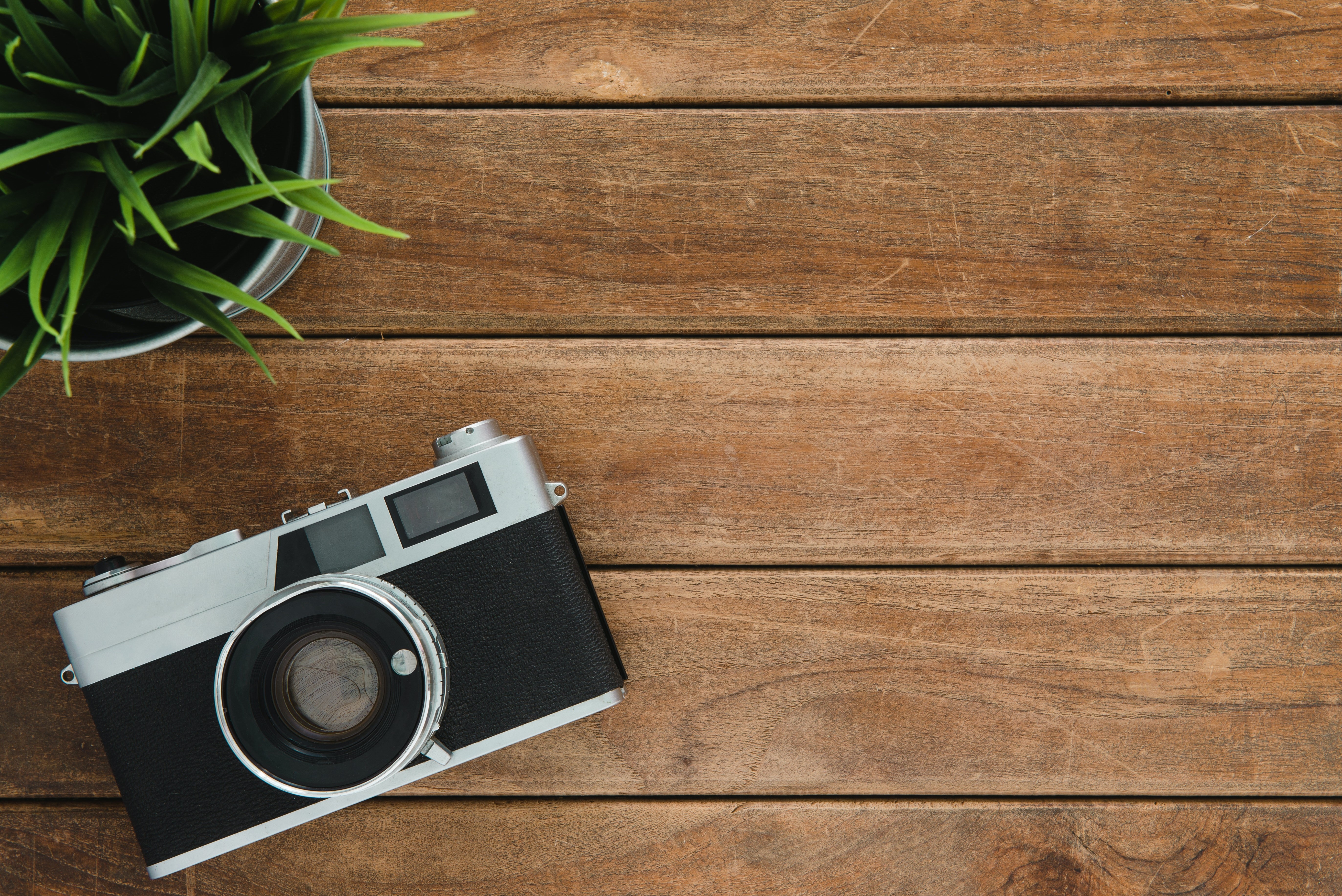 Camera posed next to a spider plant