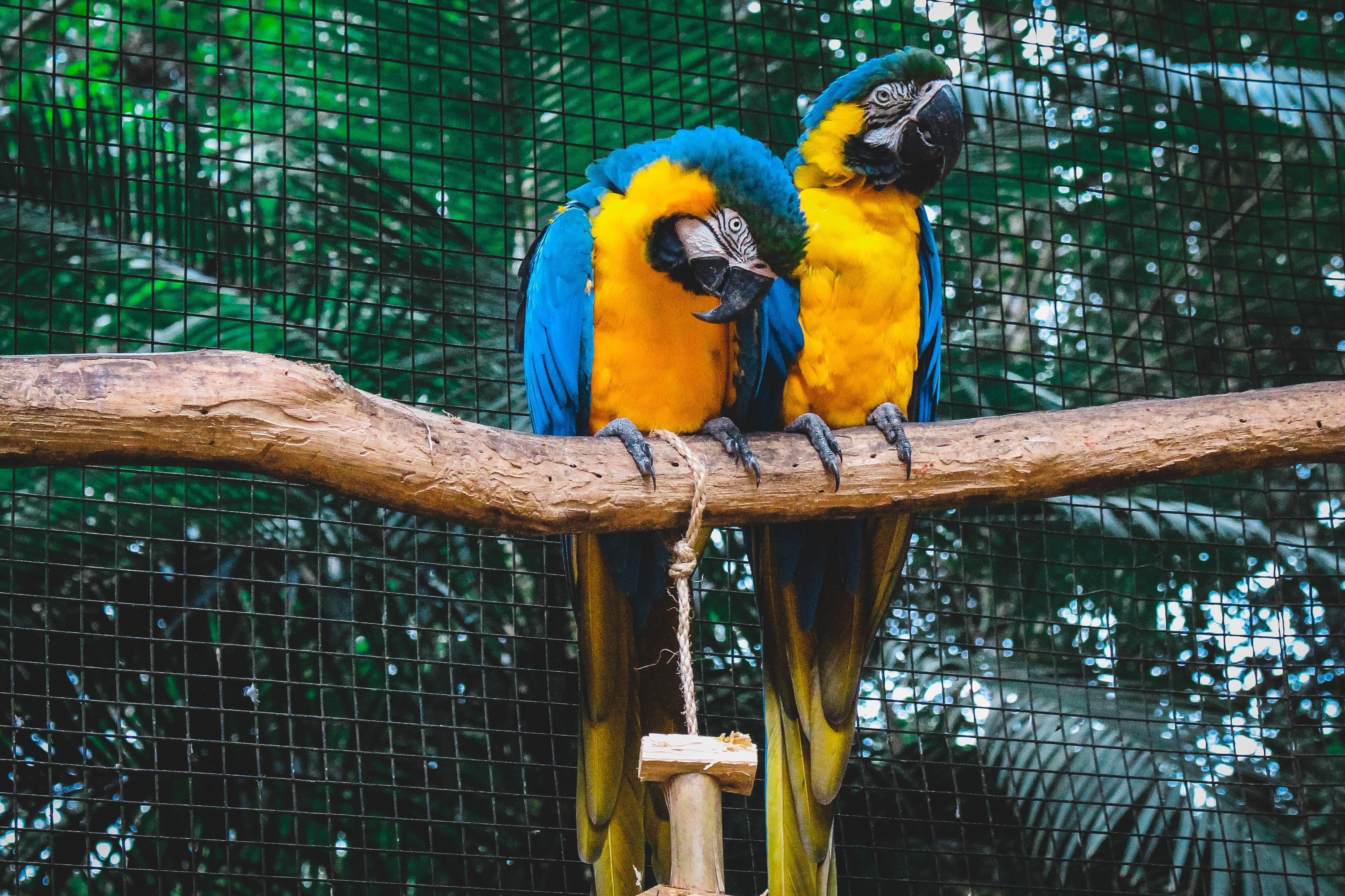 two macaws