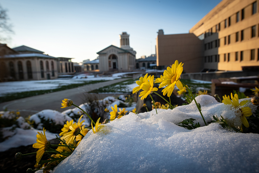 yellow flowers covered in snow with Hamerschlag Hall in the background
