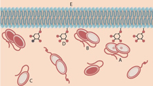 Tumor Suppressing Protein