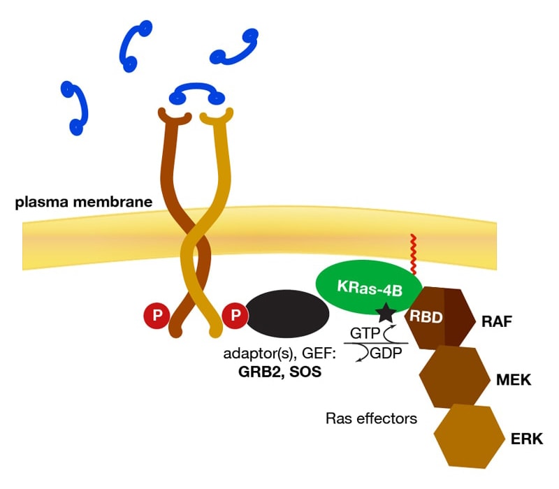 KRas in EGFR signaling