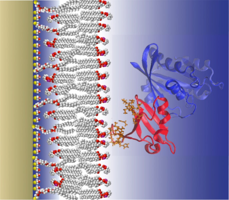 KRas membrane association