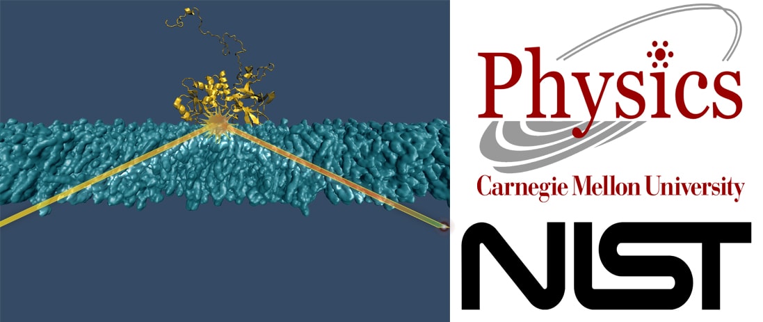 membrane neutron scattering