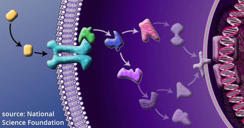 cell signaling