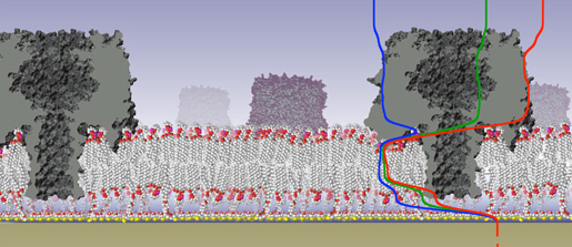 membrane protein