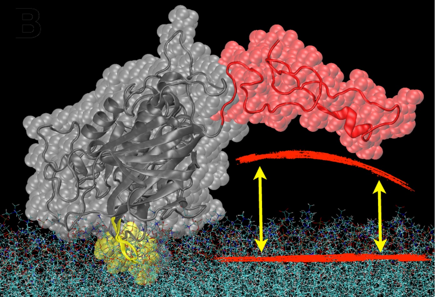 PTEN on membrane