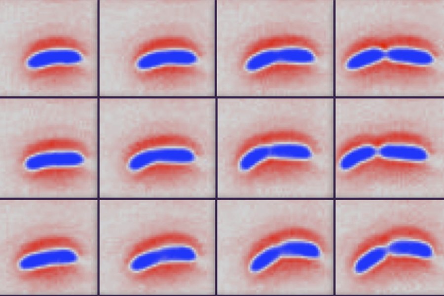 Bacteria dividing