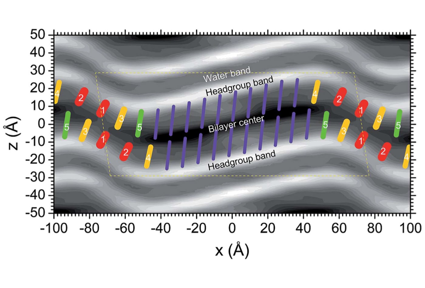Membrane ripple phase structure