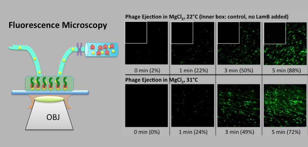 microscopy