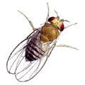 Fruit Fly