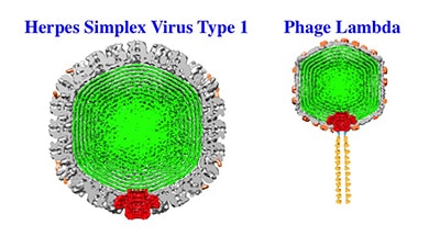 Virus's Achilles Heel