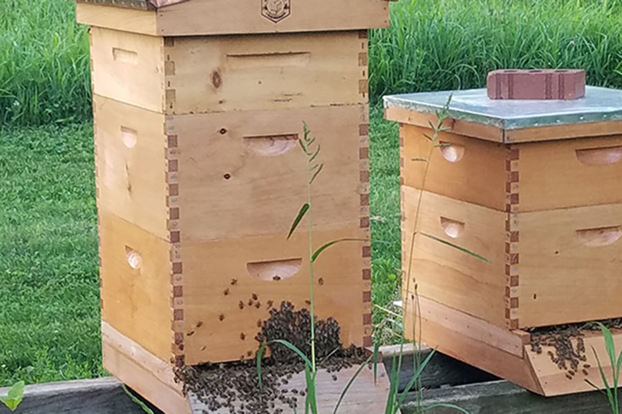 Brood boxes