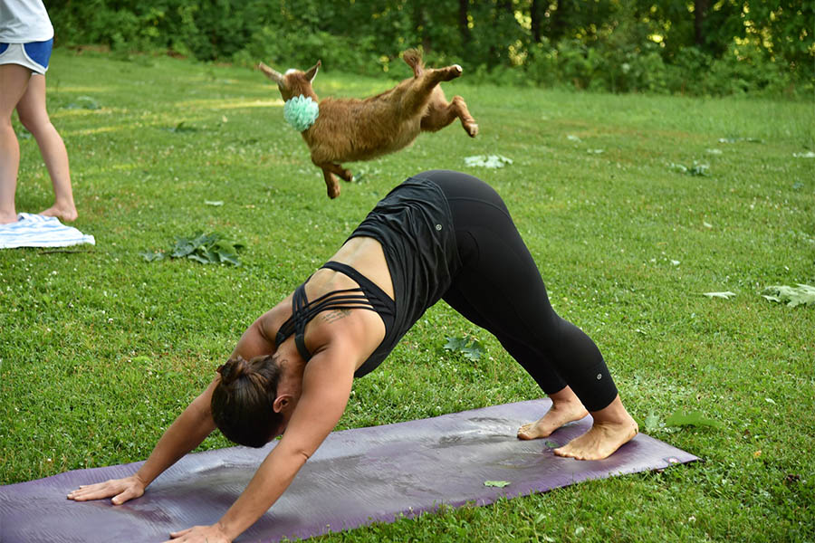 goat jumping over yoga participant