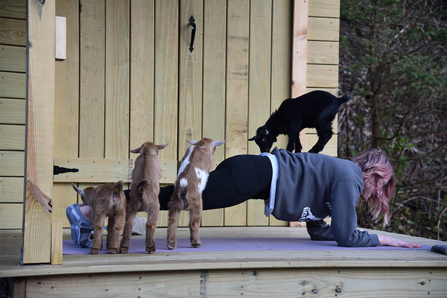 Goats on back of girl doing yoga stretch