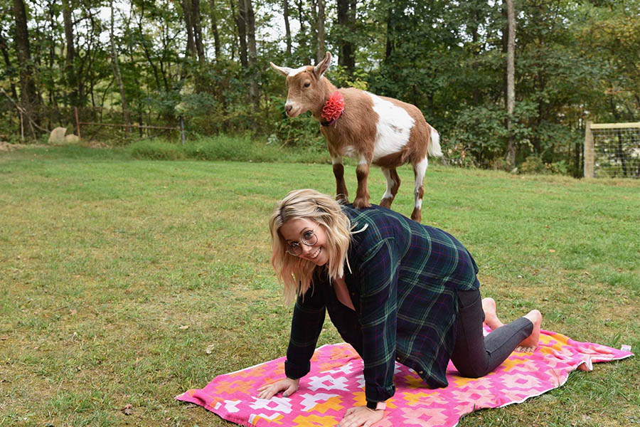 goat standing on back of yogi in pose