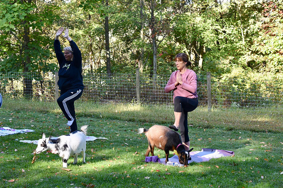 two ladies doing yoga near a goat