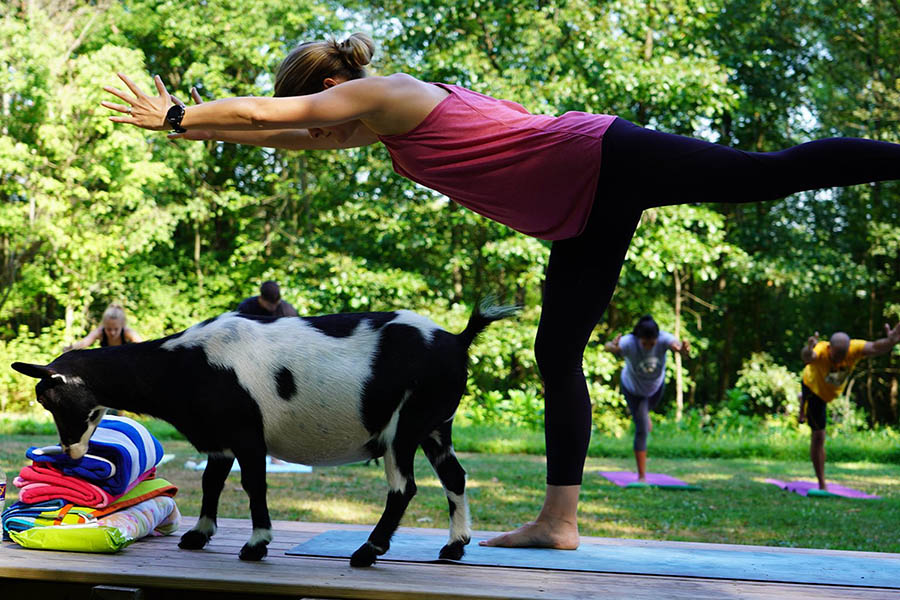yoga instructor posing next to goat