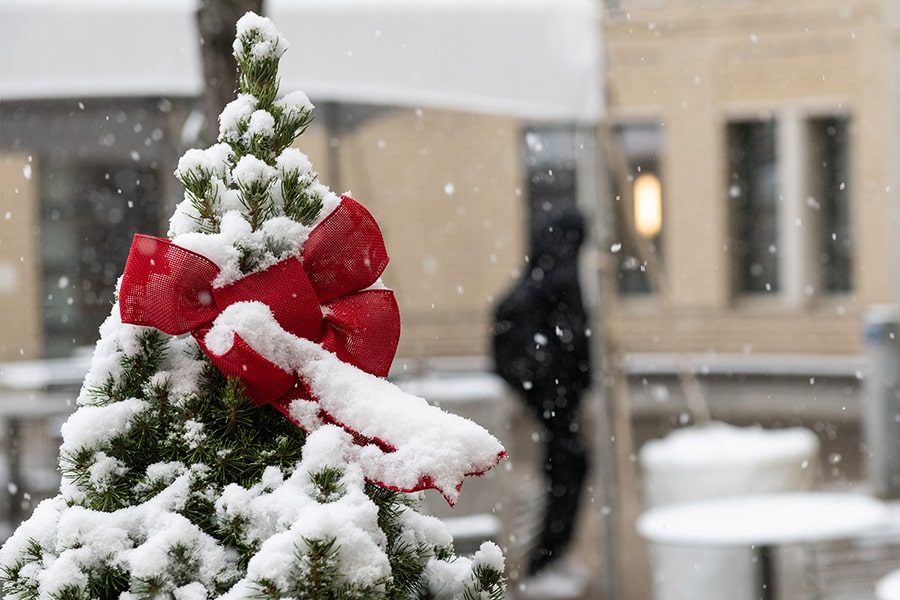 a red bow on a campus pine tree covered in snow