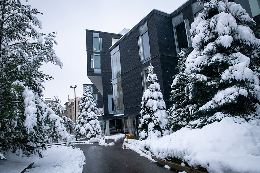 evergreens covered in snow on campus