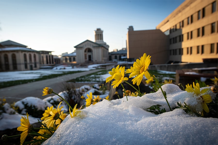 Hamerschlag Hall in background with yellow blooming flowers peeking out of snow in foreground