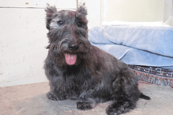image of a Scottish terrier