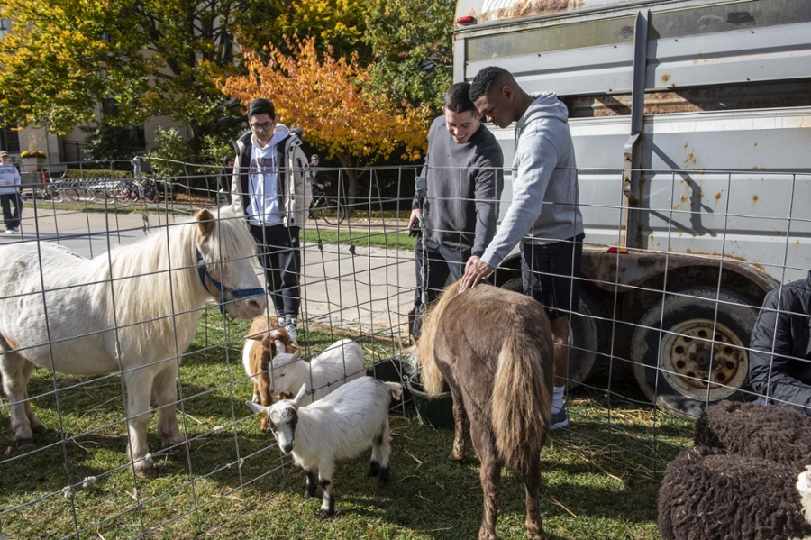 petting zoo