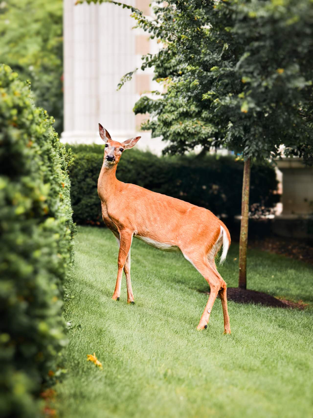 Deer on campus